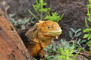 Ecuador | Galapagos - Im Versuchslabor der Evolution Ecuador | Galapagos - Im Versuchslabor der Evolution